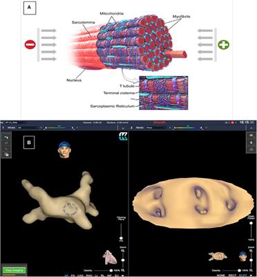 Future Perspectives and New “Frontiers” in Cardiac Rhythmology